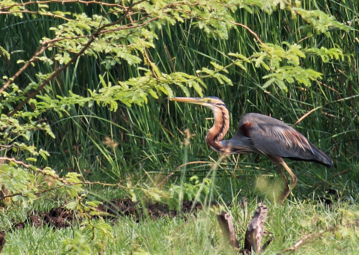 Purple Heron - Dr Nandini Patil