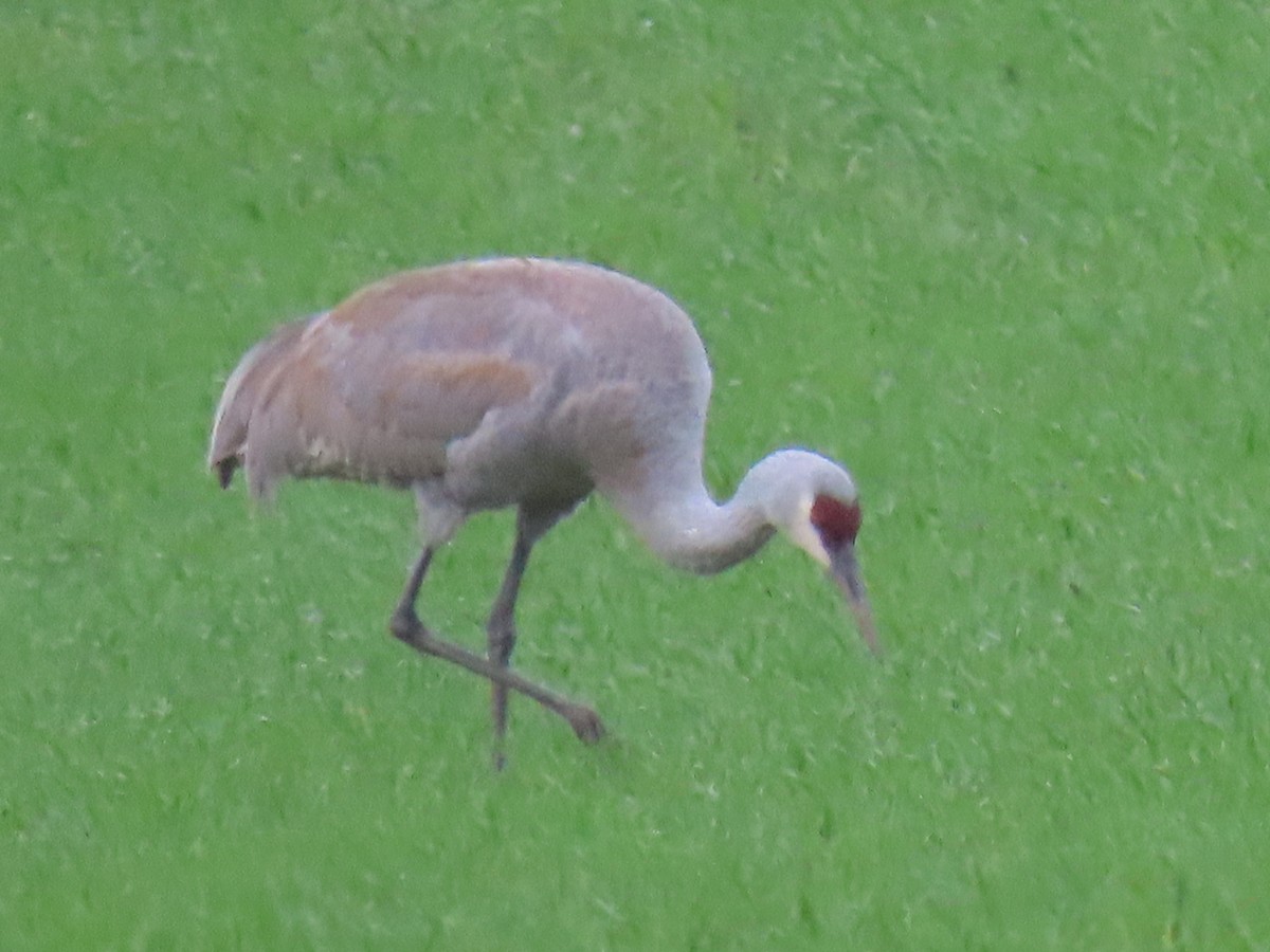 Sandhill Crane - Vibeke Pedersen