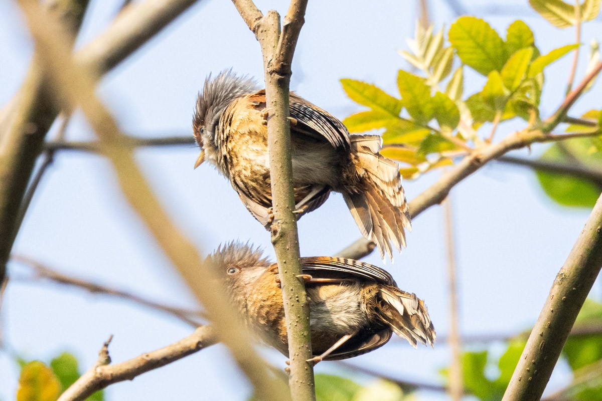 Rusty-fronted Barwing - Uday Agashe