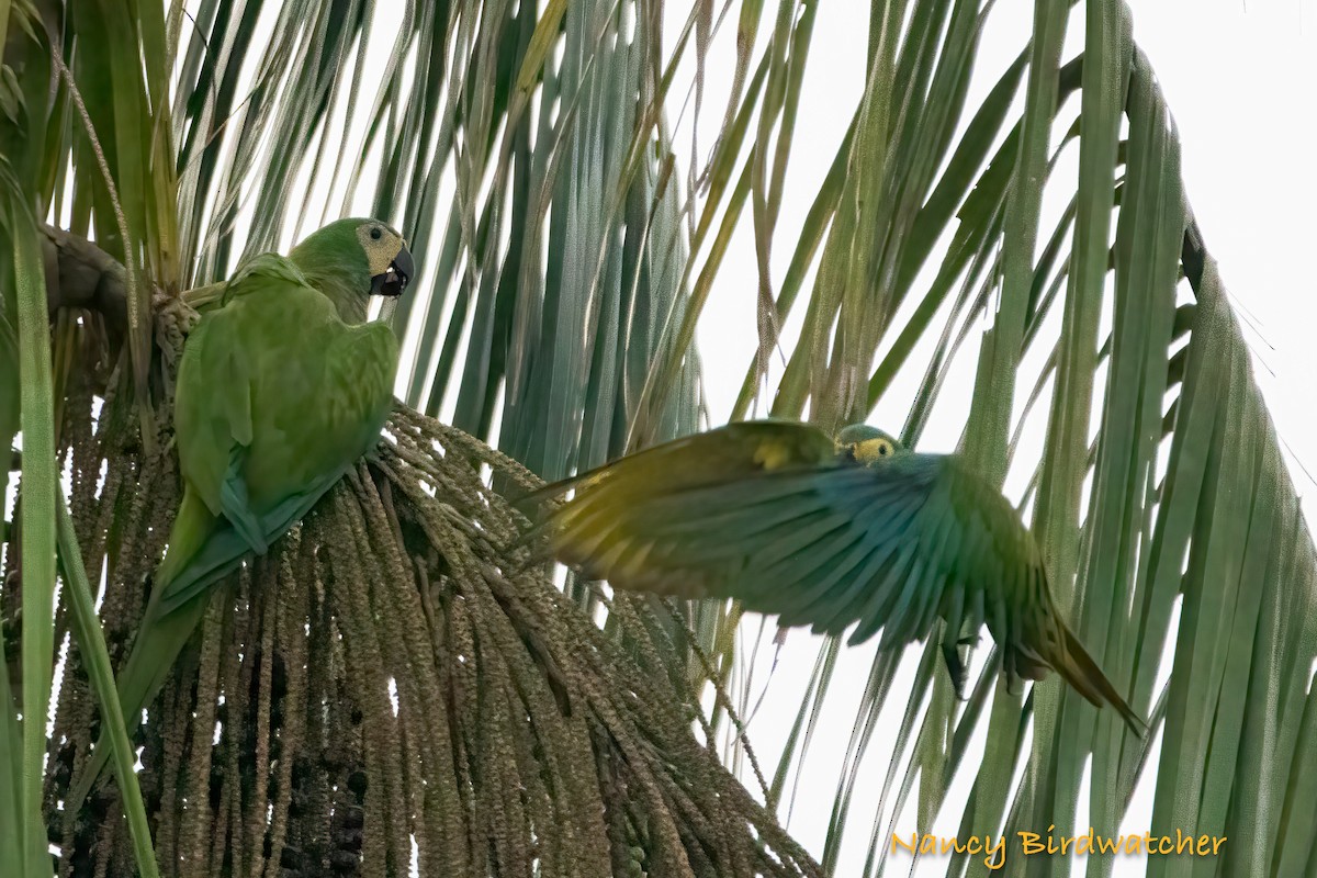 Red-bellied Macaw - Nancy Fernández