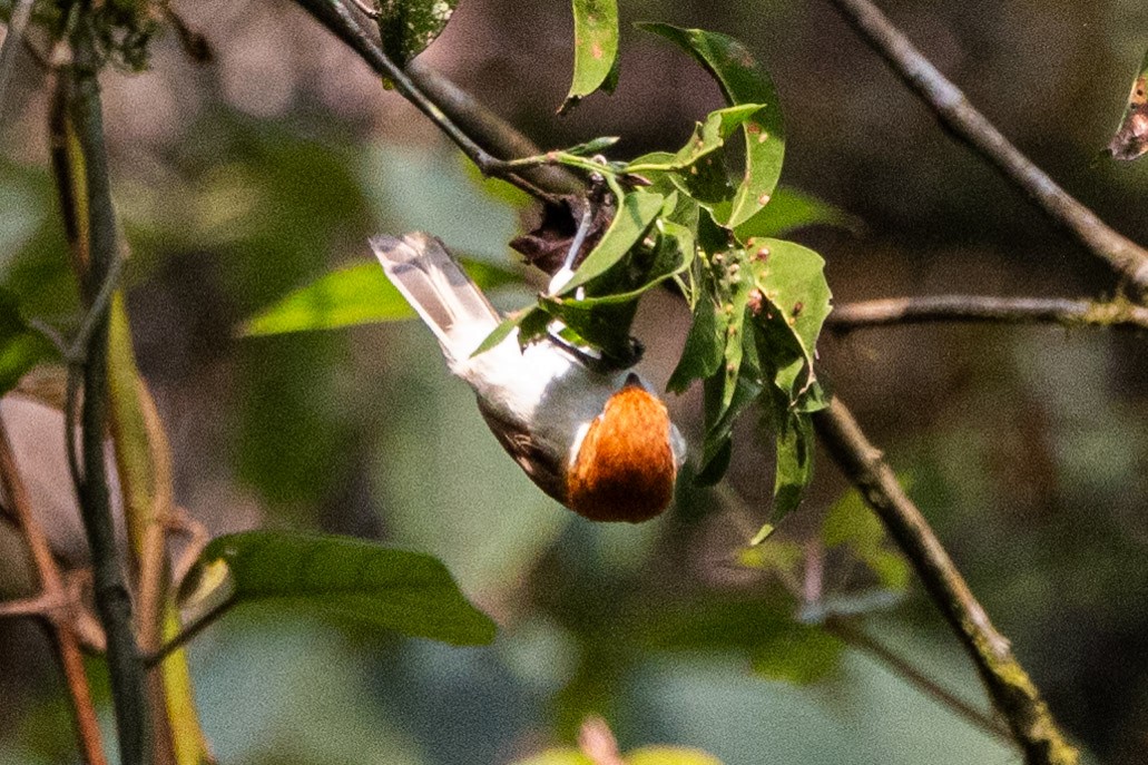 White-breasted Parrotbill - Uday Agashe