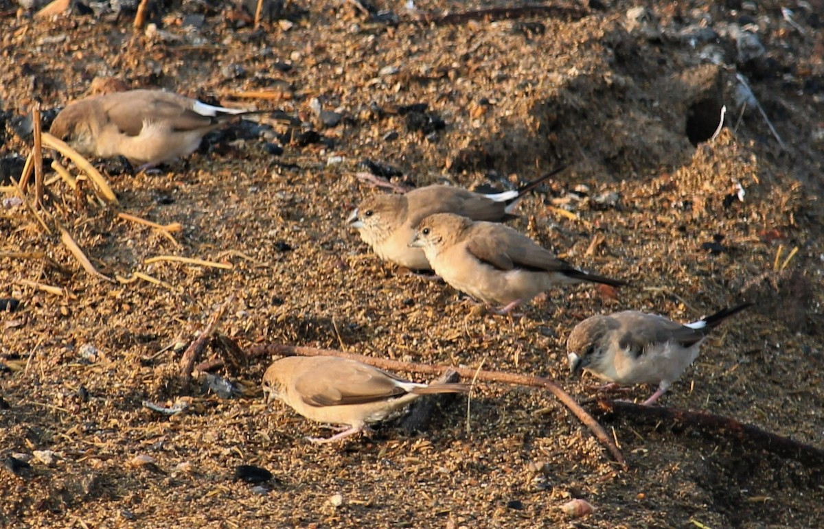 Indian Silverbill - Dr Nandini Patil