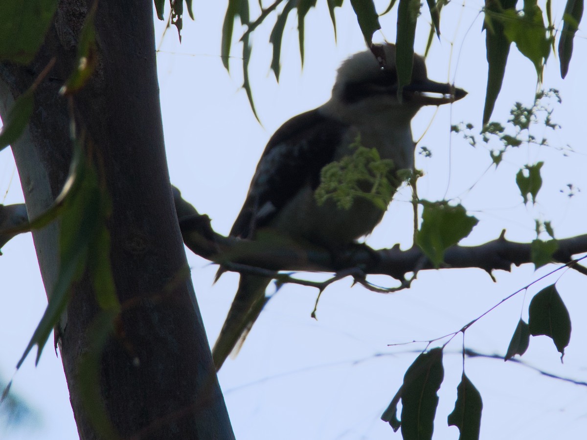 Laughing Kookaburra - Helen Leonard