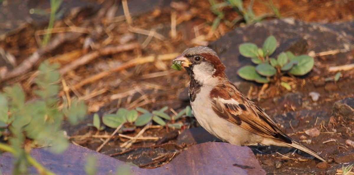 House Sparrow - Dr Nandini Patil