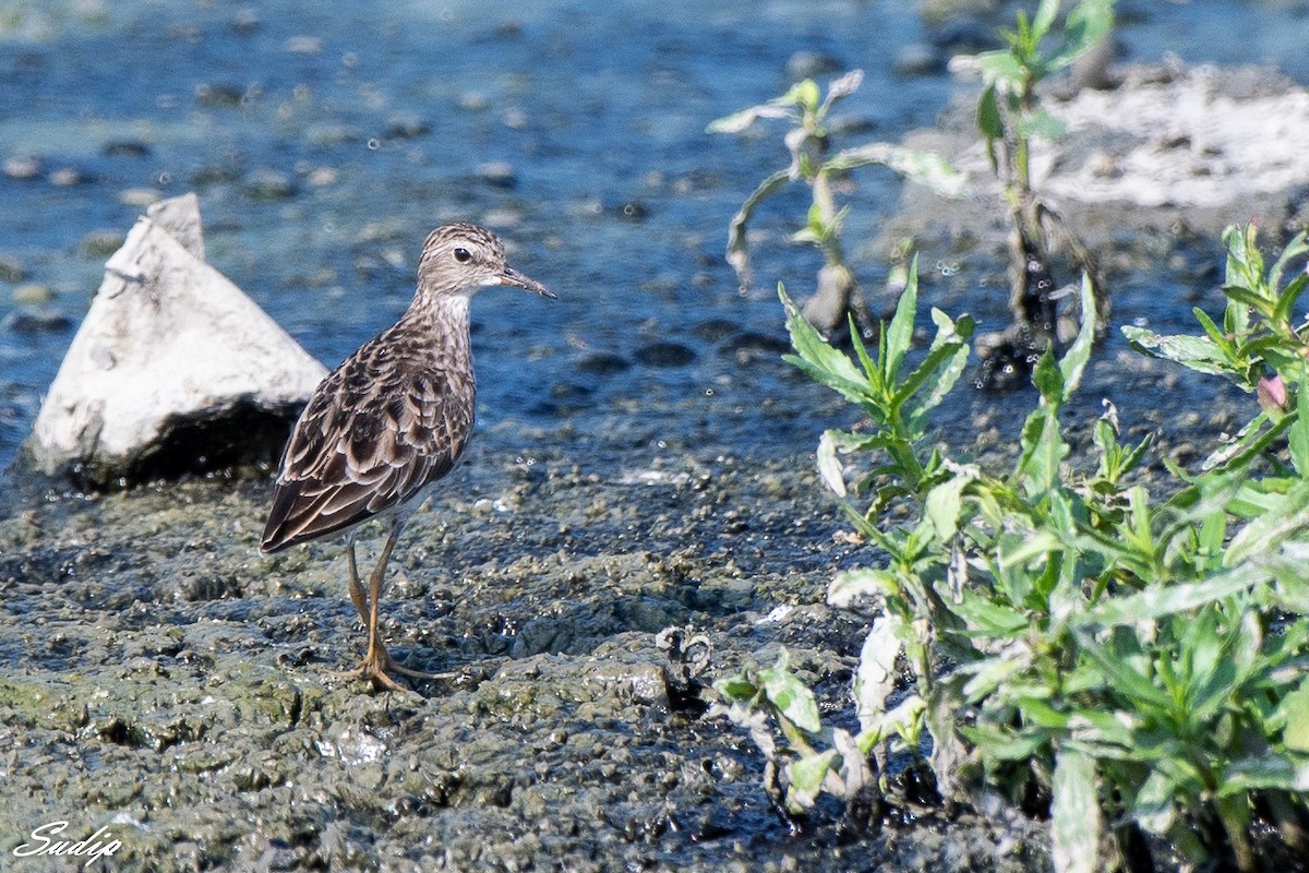 langtåsnipe - ML619167020