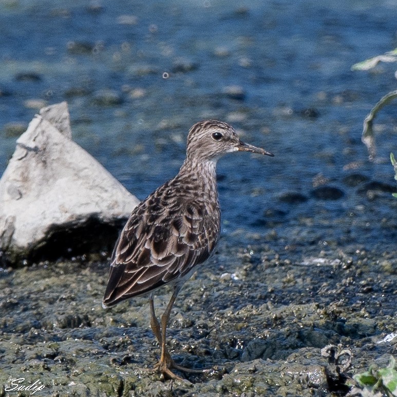 langtåsnipe - ML619167022