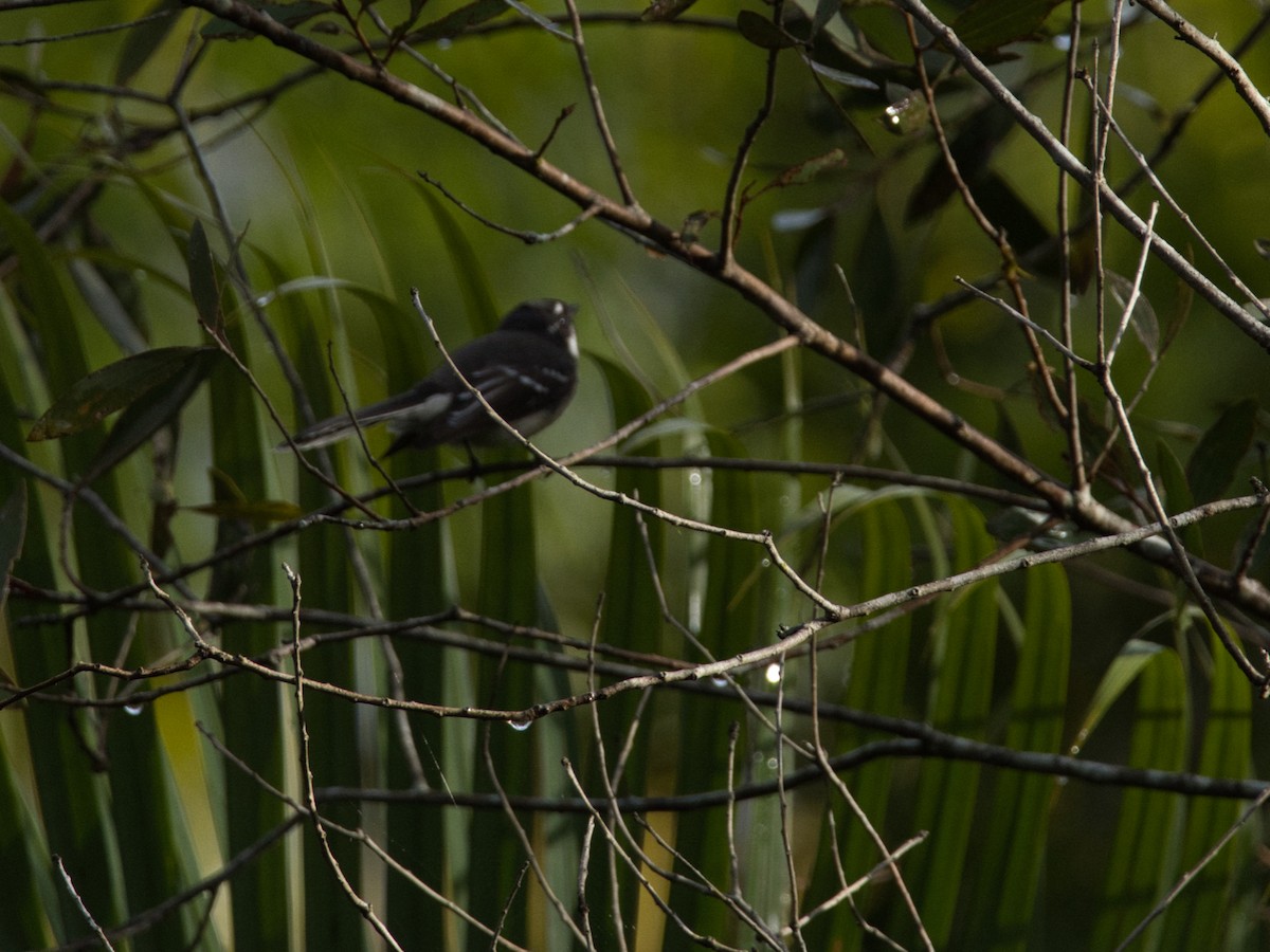 Gray Fantail - Helen Leonard