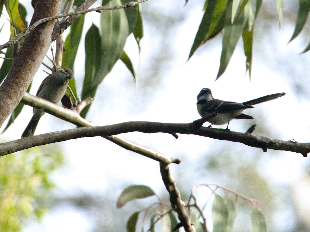 Gray Fantail - Helen Leonard