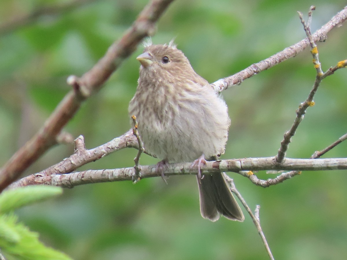 House Finch - ML619167076