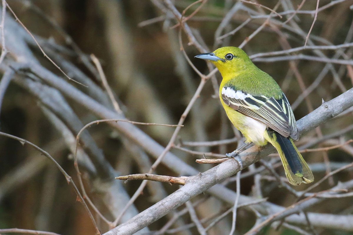 Common Iora - Jens Toettrup