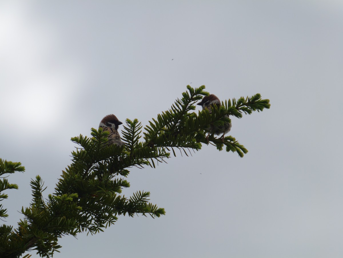 Eurasian Tree Sparrow - としふみ しみず