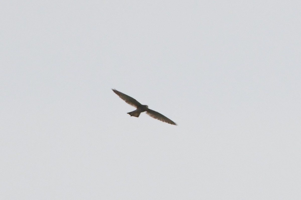 Peregrine Falcon (Eurasian) - Michael Louey