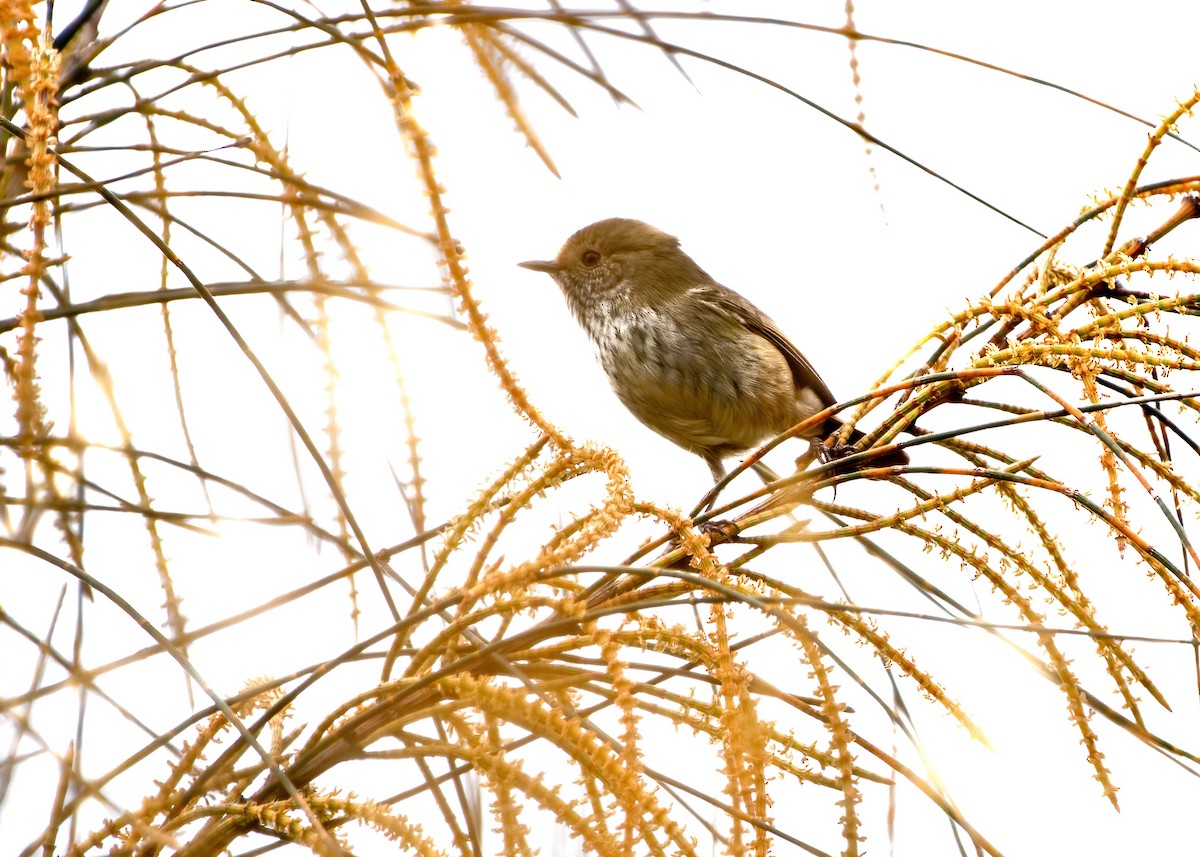 Brown Thornbill - ML619167153