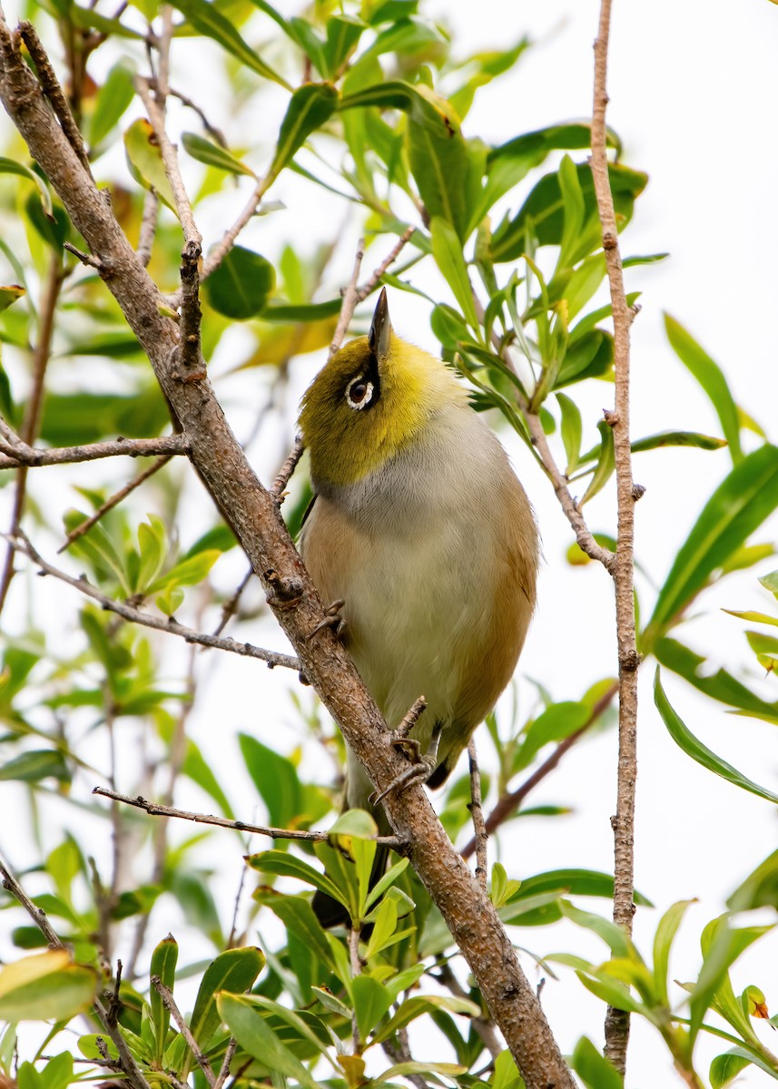 Silvereye - Jonathan Tickner