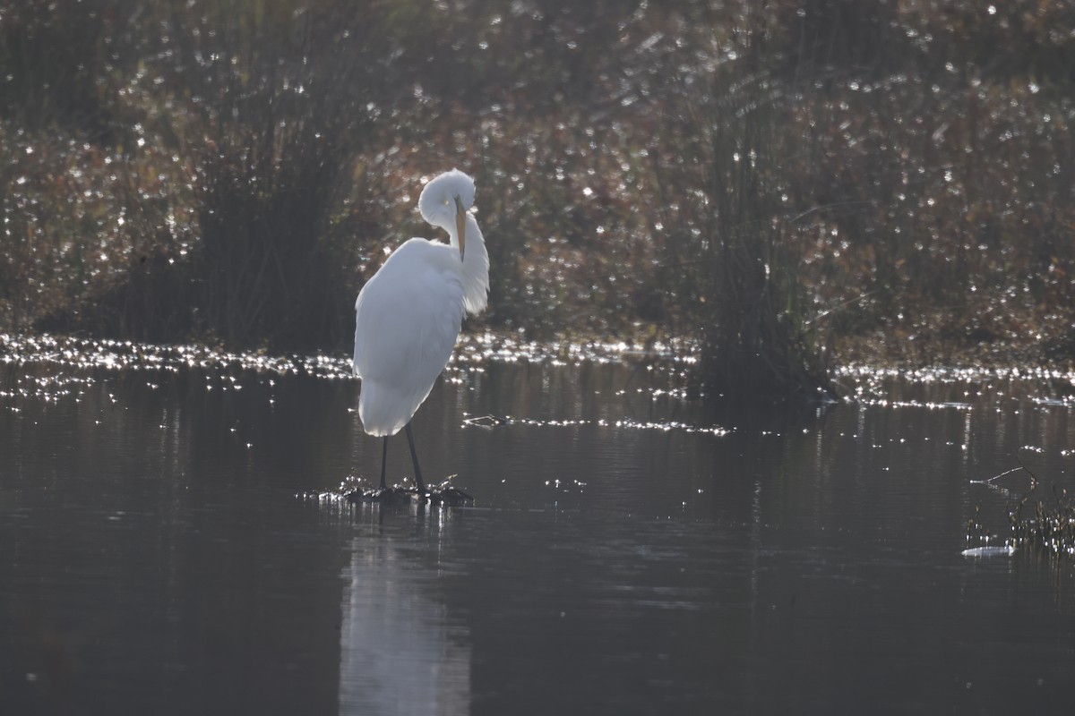 Great Egret - GEOFFREY SHINKFIELD