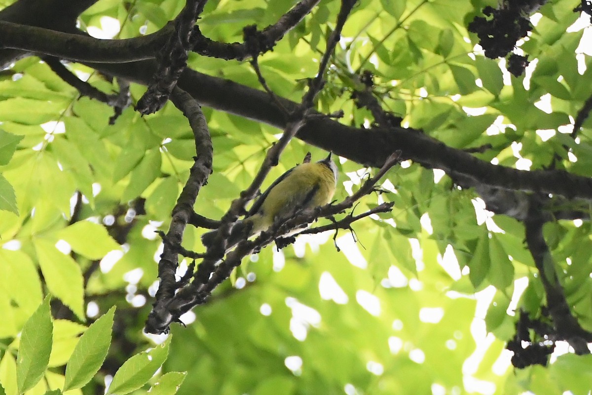 Eurasian Blue Tit - ML619167200