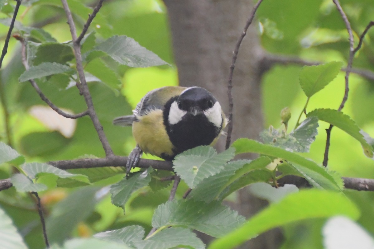 Great Tit - ML619167201