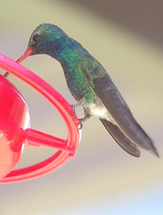 Broad-billed Hummingbird - Pat Goltz