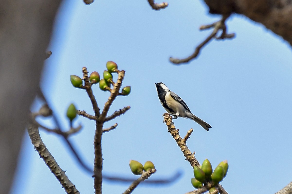 Cinereous Tit - Sathish Ramamoorthy