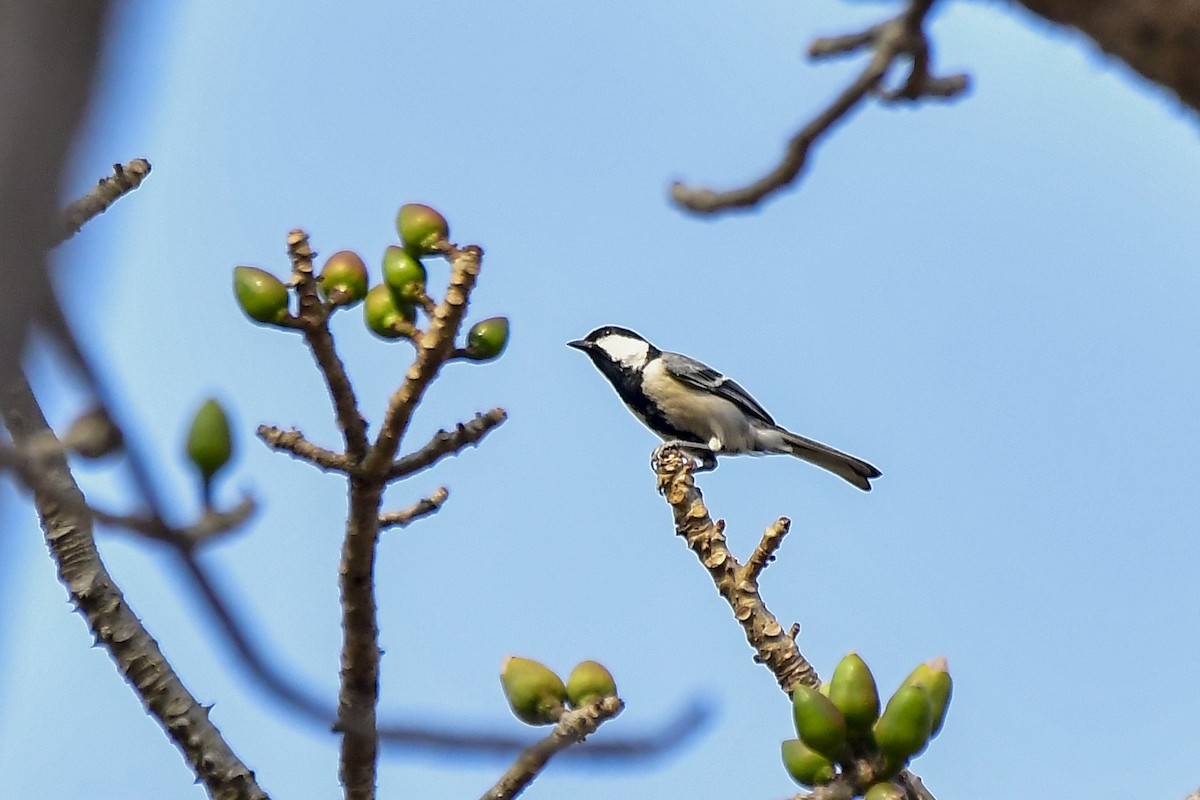 Cinereous Tit - Sathish Ramamoorthy