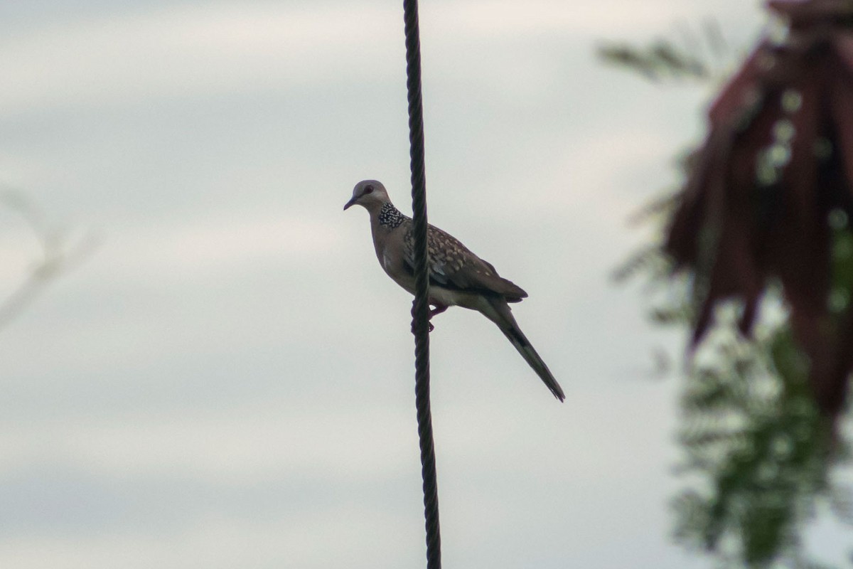 Spotted Dove - Prem swaroop Kolluru