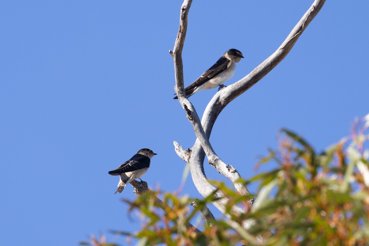 Tree Martin - Richard and Margaret Alcorn