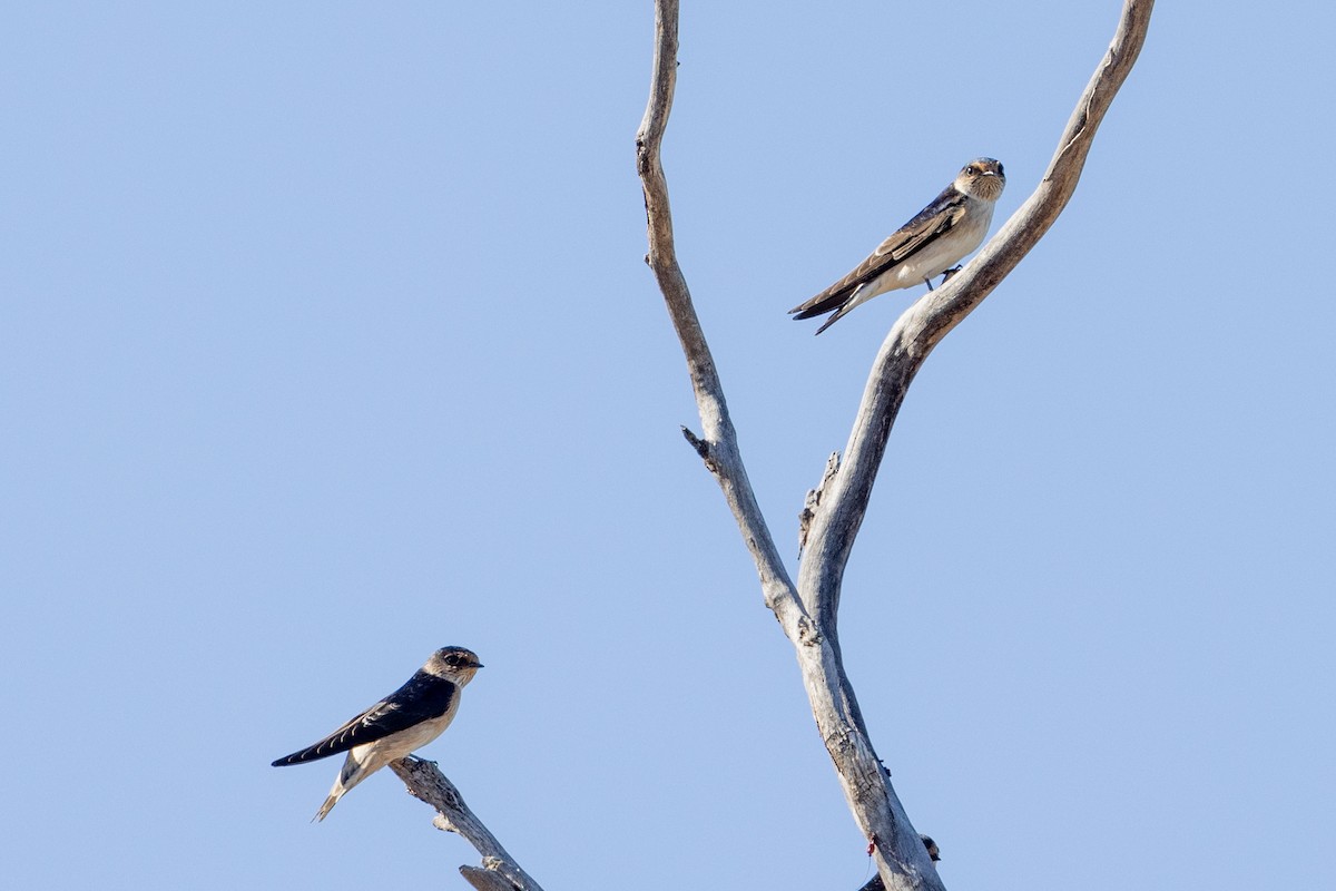 Tree Martin - Richard and Margaret Alcorn