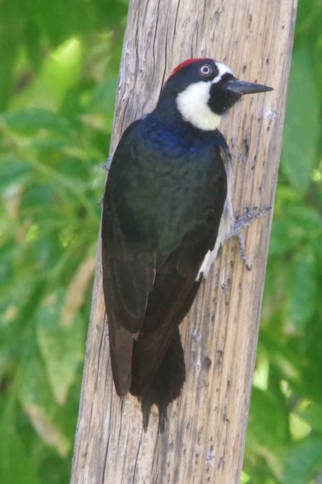 Acorn Woodpecker - ML619167241