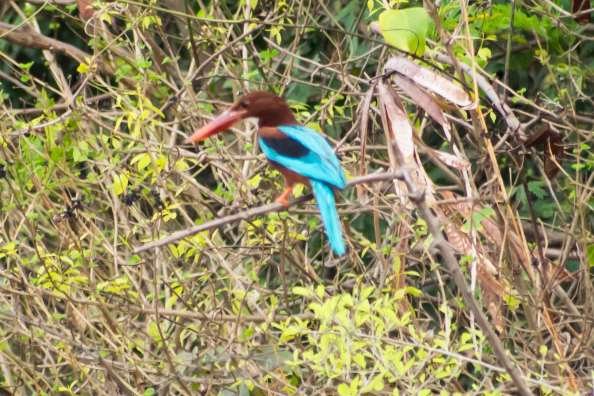 White-throated Kingfisher - Prem swaroop Kolluru