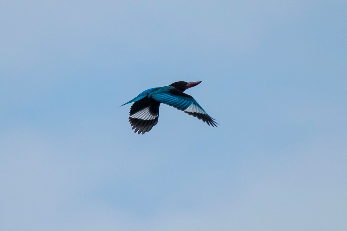 White-throated Kingfisher - ML619167244