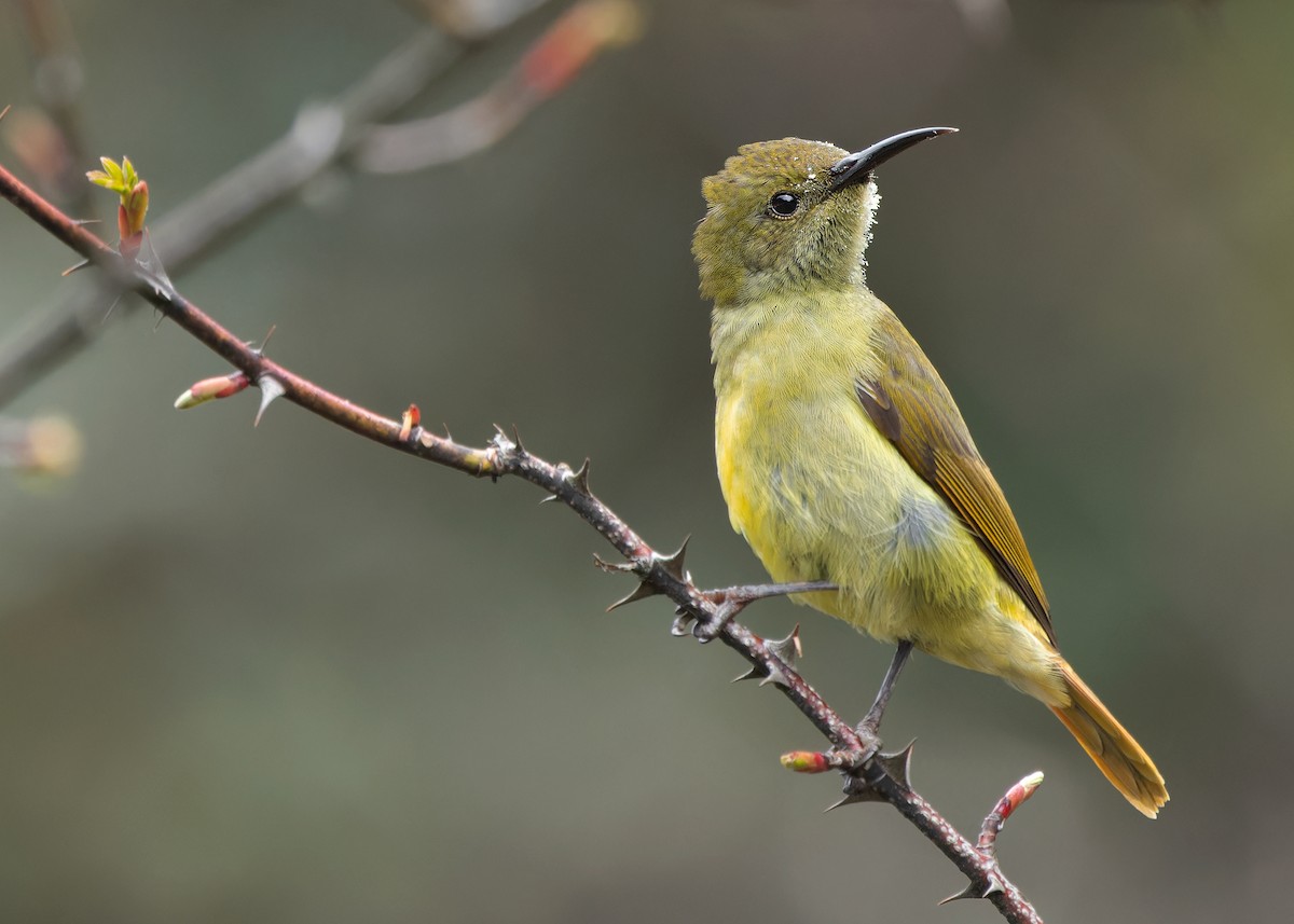 Fire-tailed Sunbird - Ayuwat Jearwattanakanok