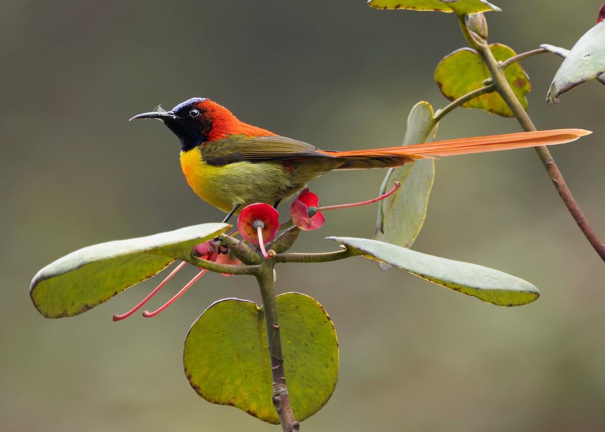 Fire-tailed Sunbird - Ayuwat Jearwattanakanok