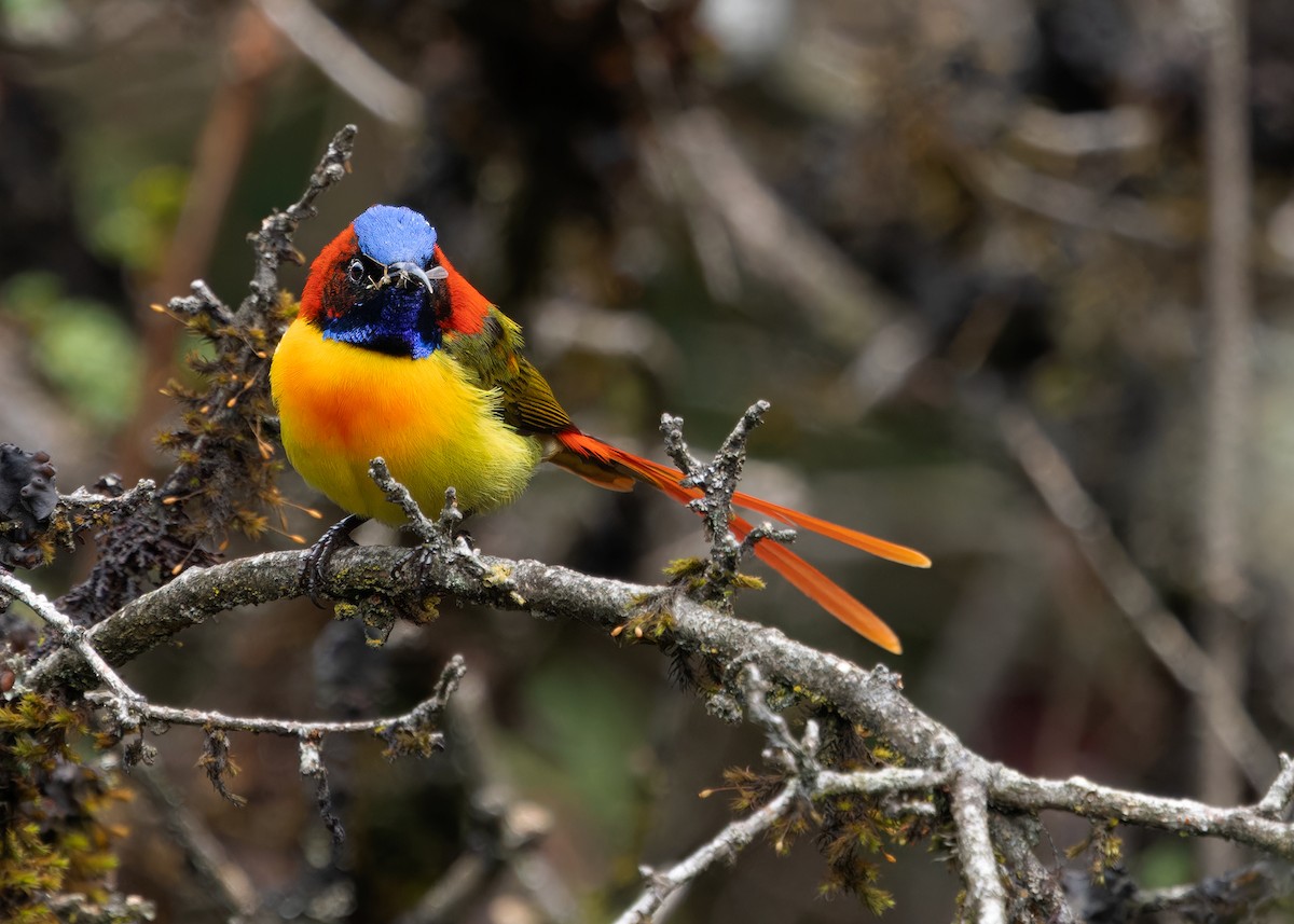 Fire-tailed Sunbird - Ayuwat Jearwattanakanok