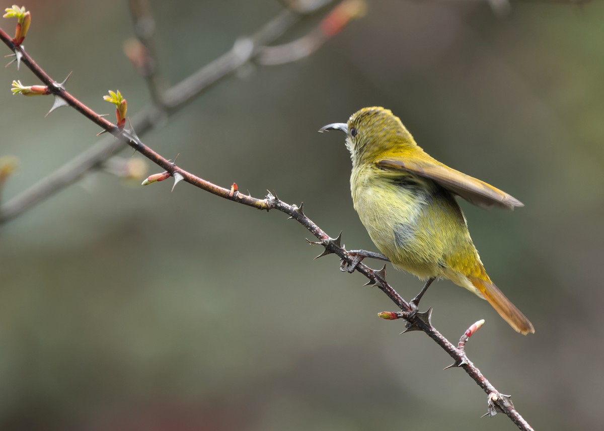 Fire-tailed Sunbird - Ayuwat Jearwattanakanok