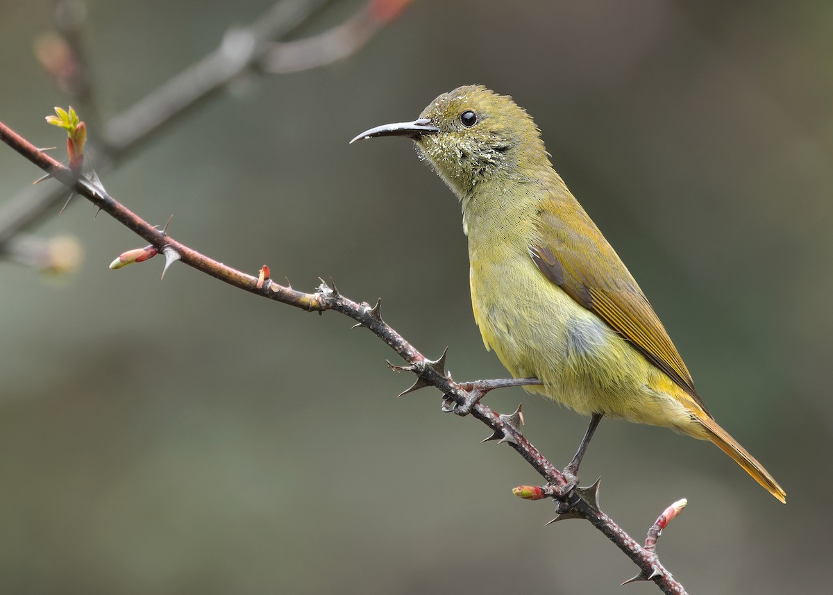 Fire-tailed Sunbird - Ayuwat Jearwattanakanok