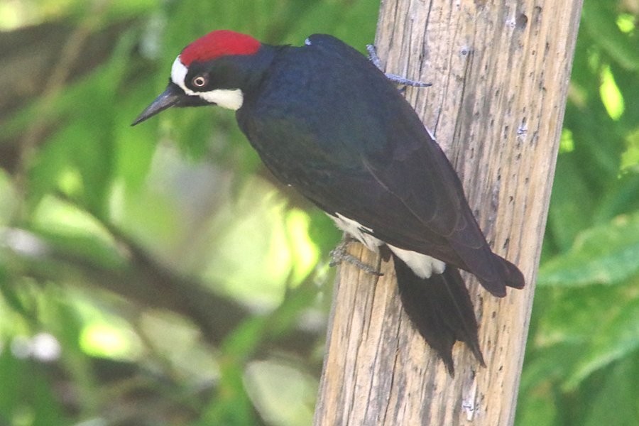 Acorn Woodpecker - ML619167277