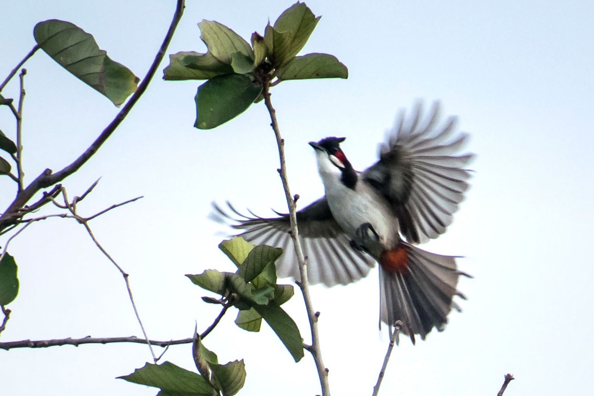 Red-whiskered Bulbul - ML619167279