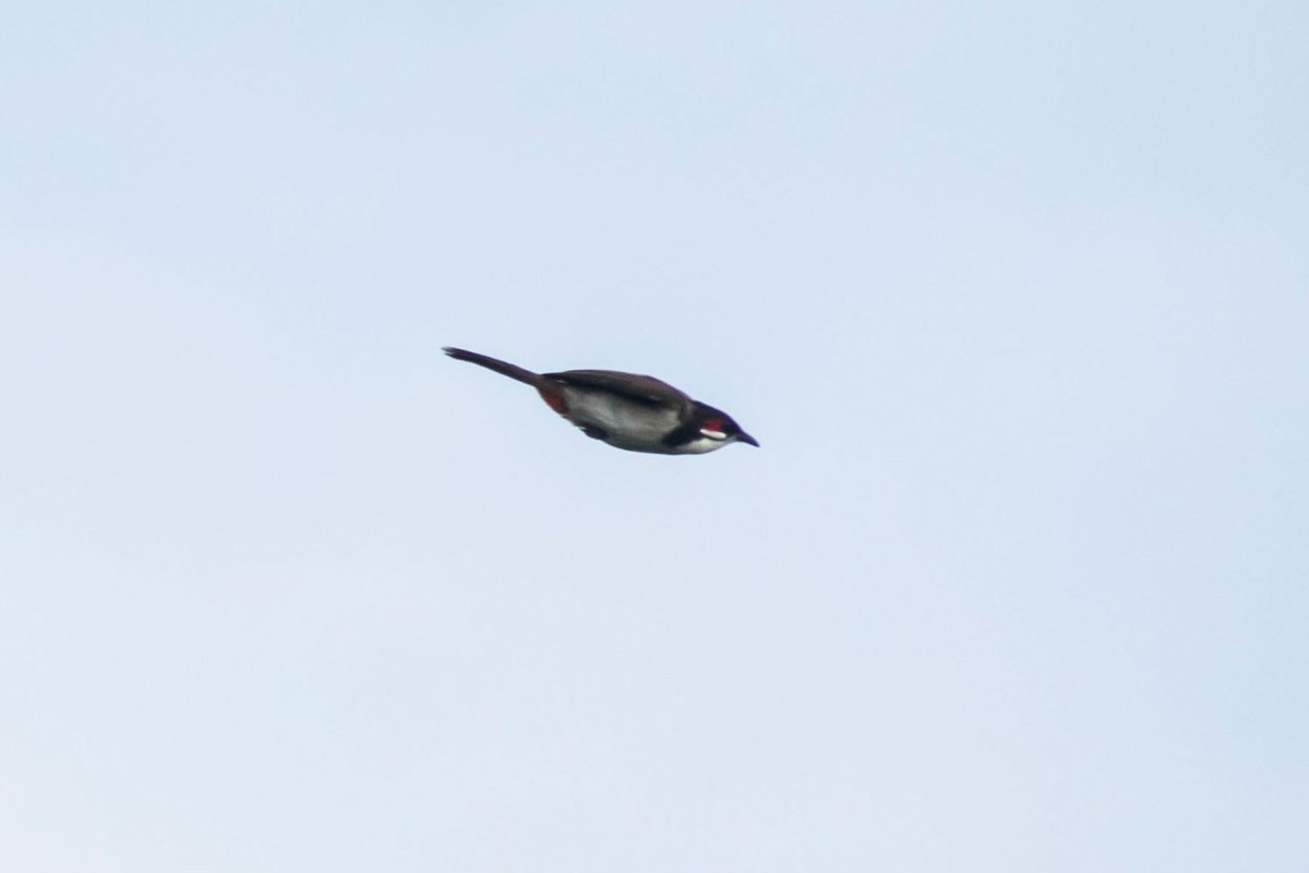 Red-whiskered Bulbul - ML619167280