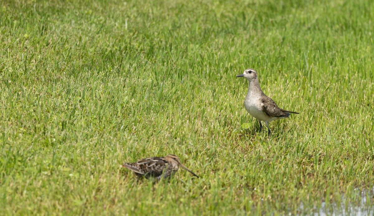 American Golden-Plover - Nick Ramsey