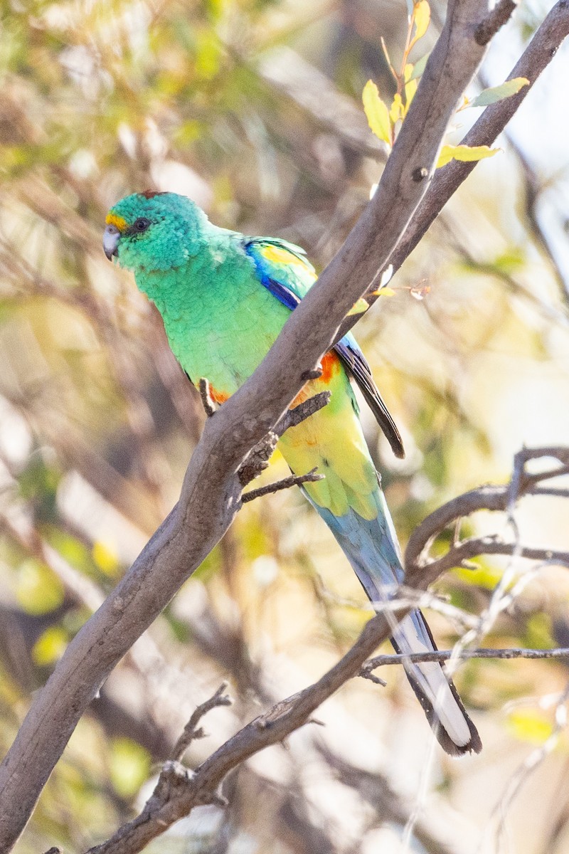 Mulga Parrot - Richard and Margaret Alcorn