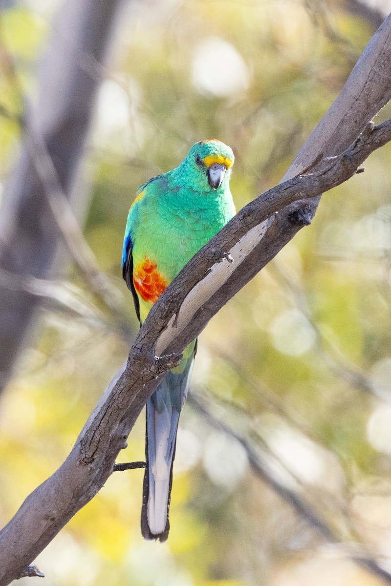 Mulga Parrot - Richard and Margaret Alcorn