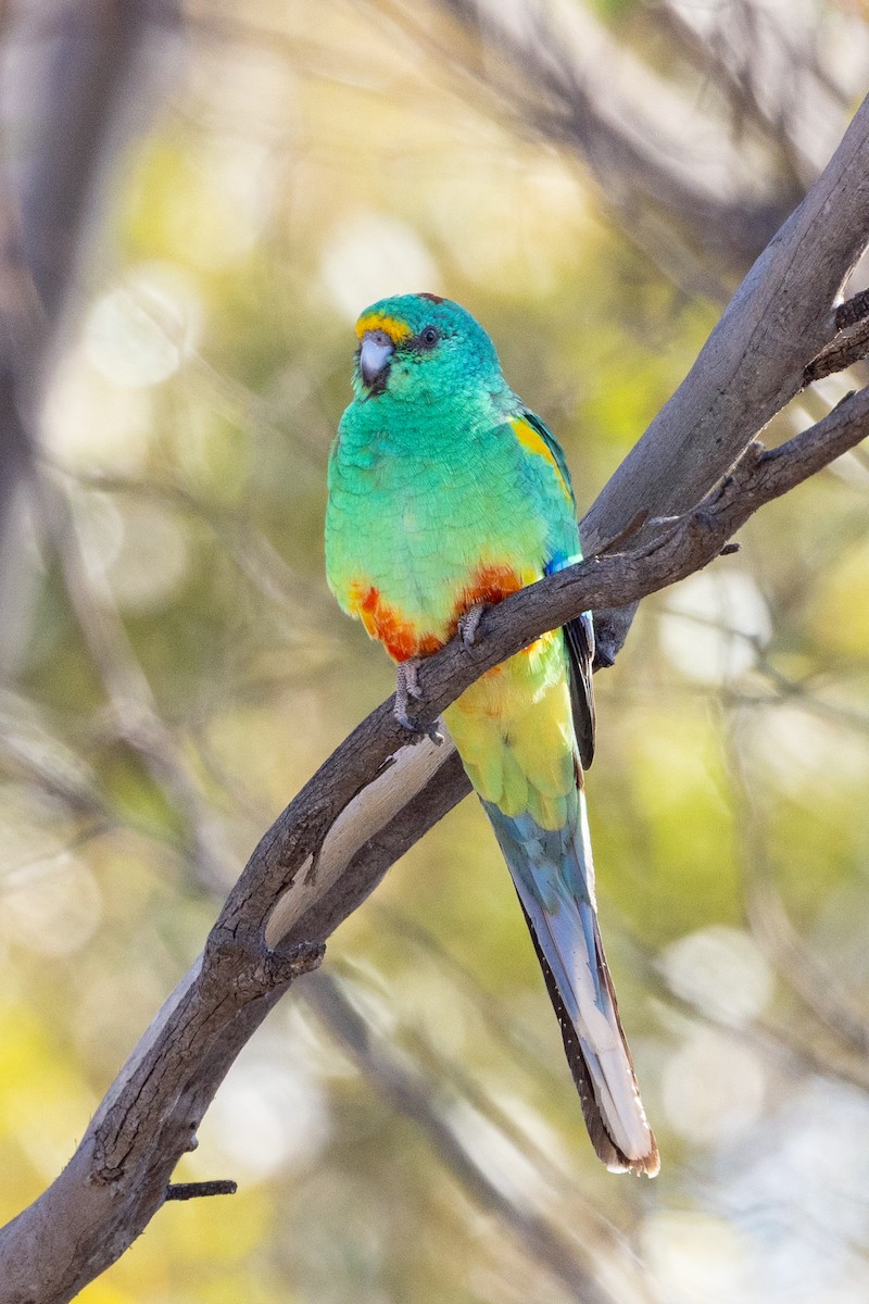 Mulga Parrot - Richard and Margaret Alcorn