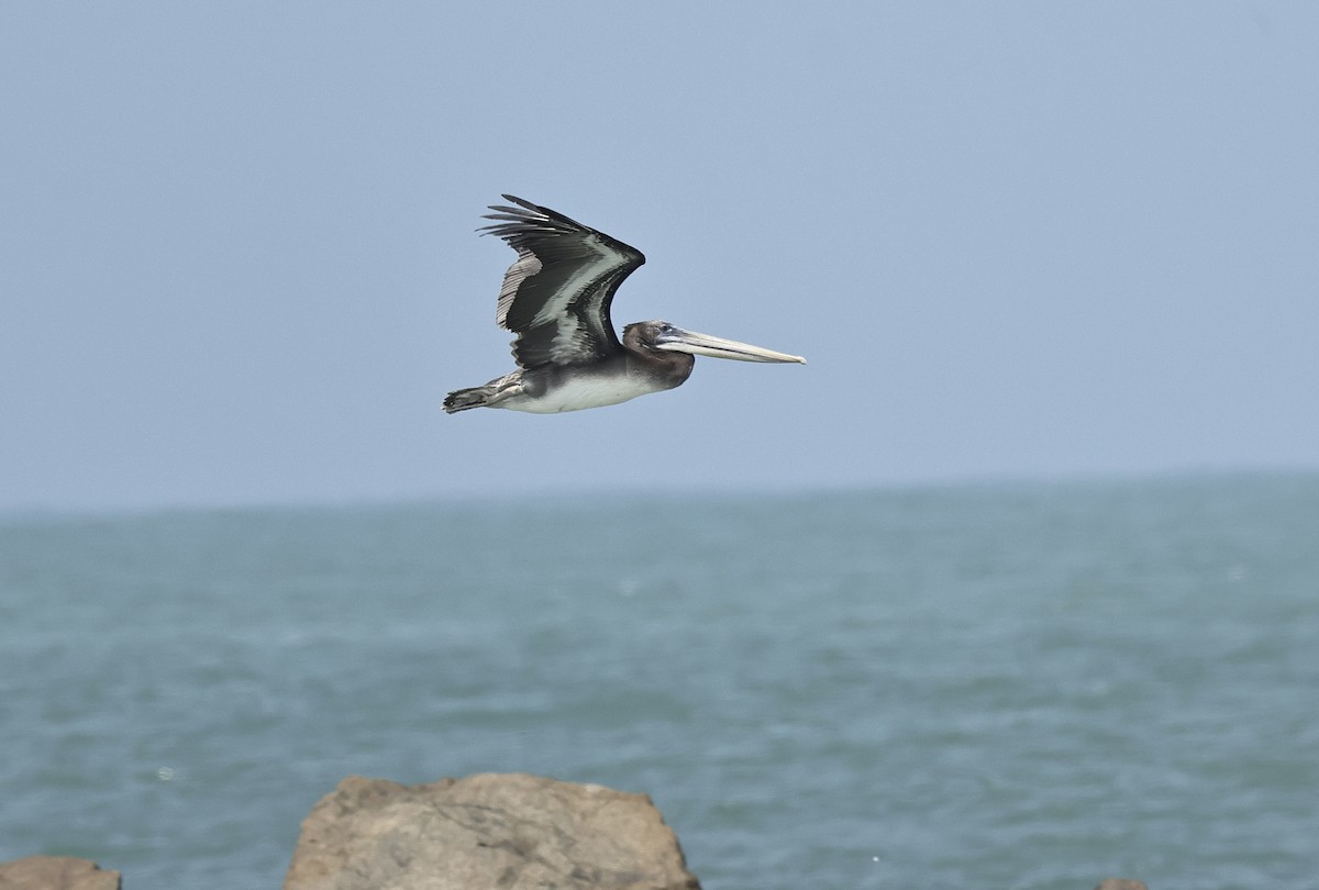 Peruvian Pelican - Albert Linkowski