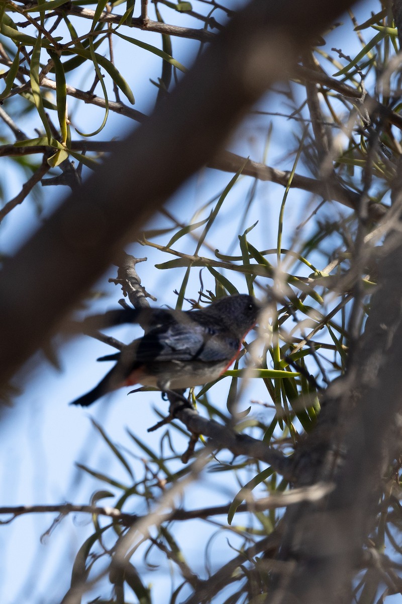 Mistletoebird - Richard and Margaret Alcorn