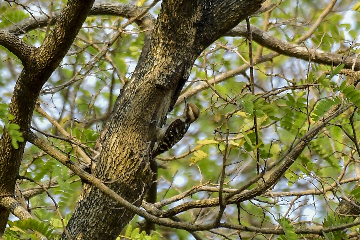 Brown-capped Pygmy Woodpecker - Sathish Ramamoorthy