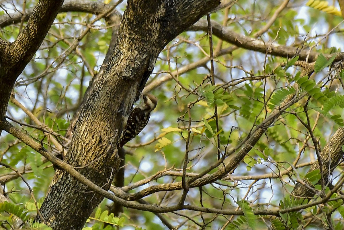 Brown-capped Pygmy Woodpecker - Sathish Ramamoorthy