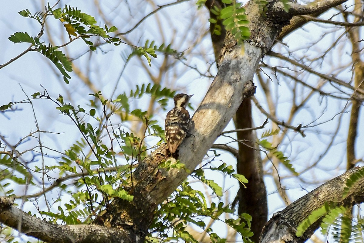 Brown-capped Pygmy Woodpecker - Sathish Ramamoorthy