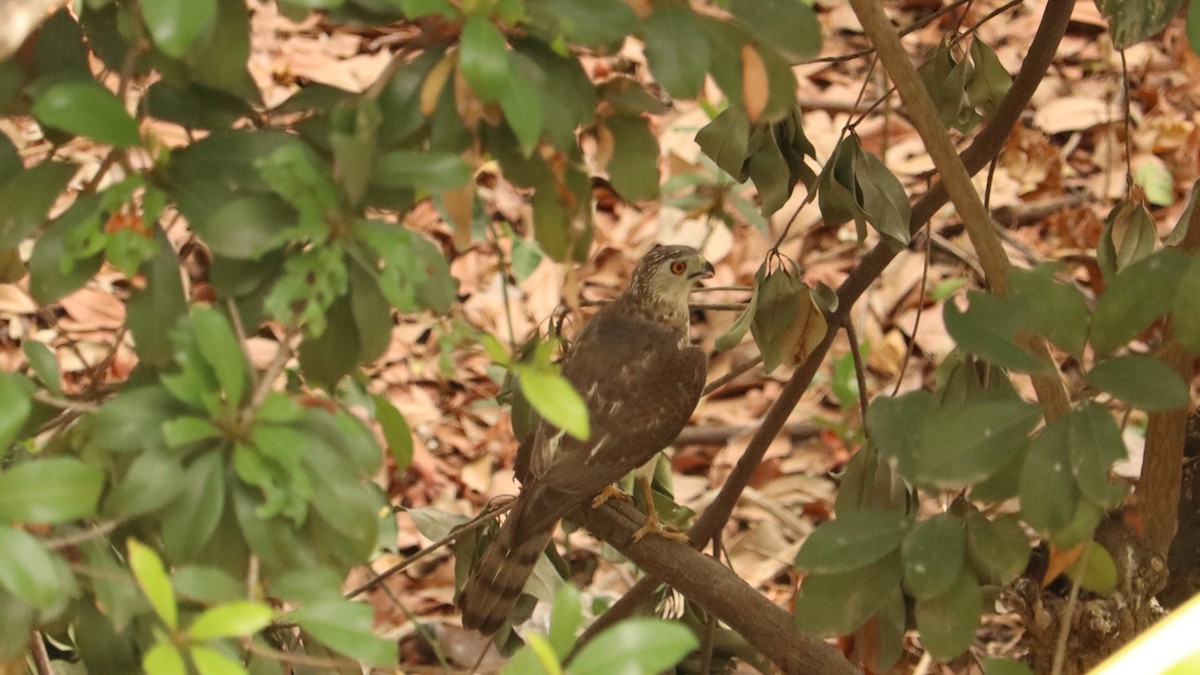 tanımsız Accipiter sp. - ML619167335