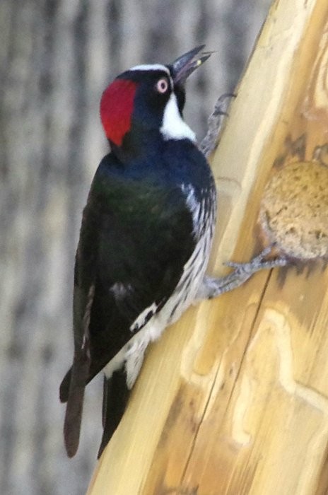 Acorn Woodpecker - Pat Goltz