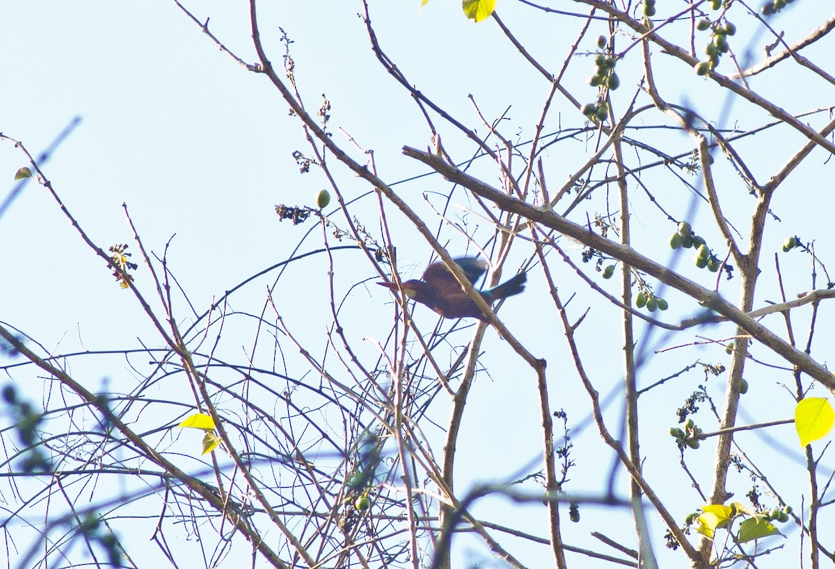 Brown-breasted Kingfisher - Jay-c Casio